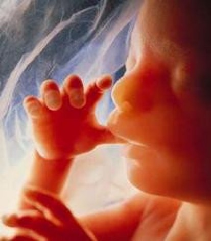 Cómo se desarrollan los sentidos en el feto