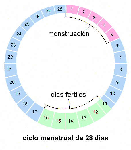 Cómo calcular los días fértiles